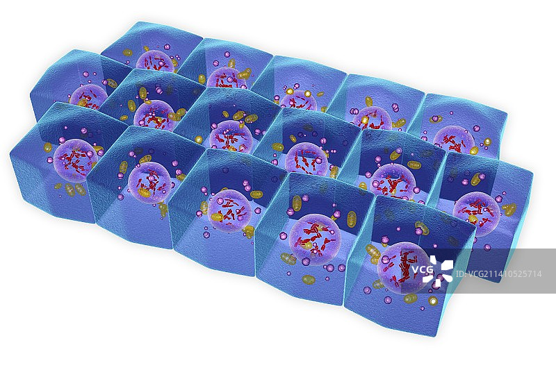 简约柱状上皮细胞插图图片素材