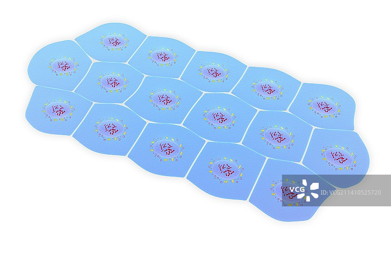 简约鳞状上皮细胞插图图片素材