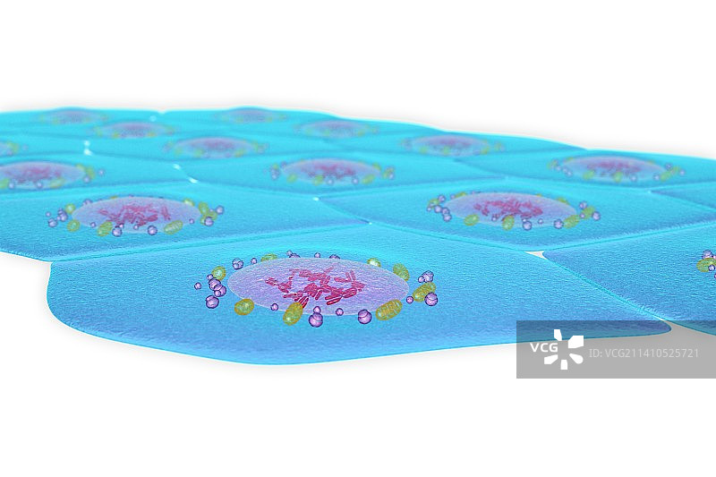 简约鳞状上皮细胞插图图片素材