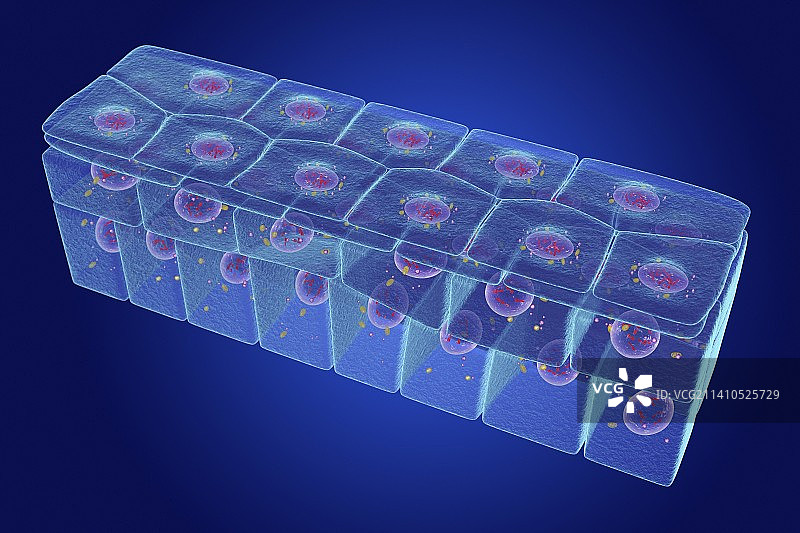 复层鳞状上皮细胞图示图片素材