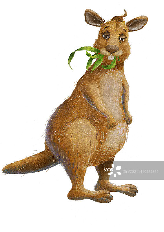 呆萌袋鼠图片素材