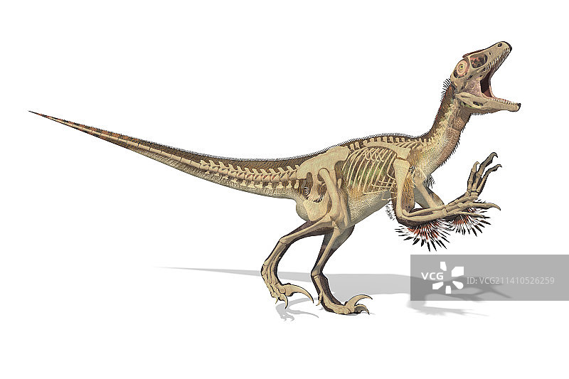 犹他盗龙恐龙骨骼插图图片素材