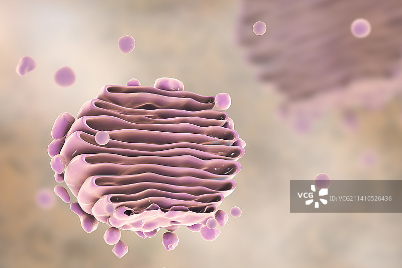高尔基体结构示意图图片素材