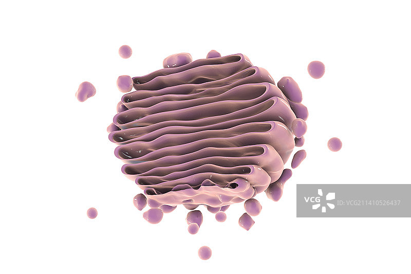 高尔基体结构示意图图片素材