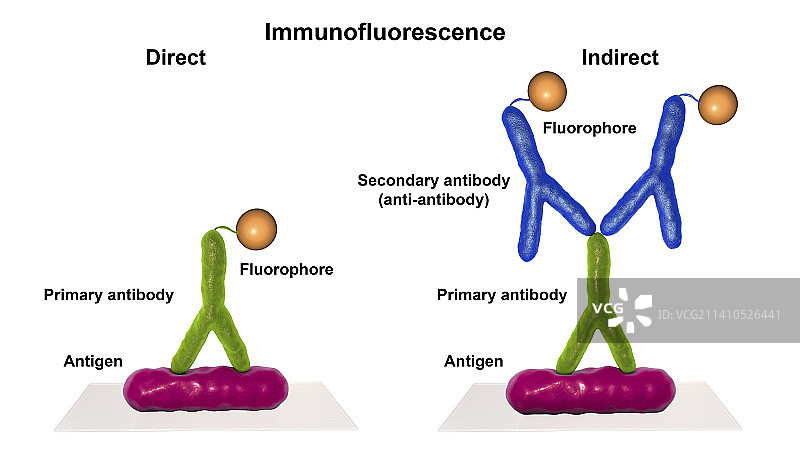 间接免疫荧光试验图示图片素材