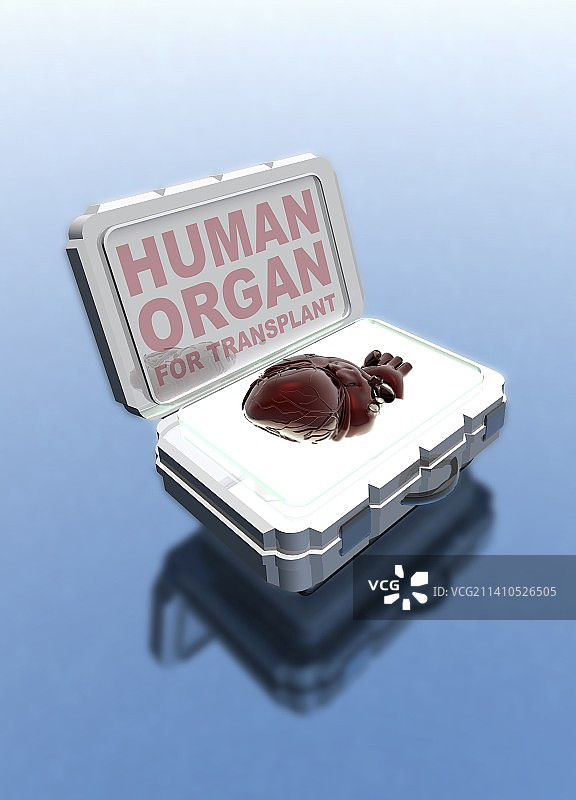 移植箱中的人类心脏插图图片素材