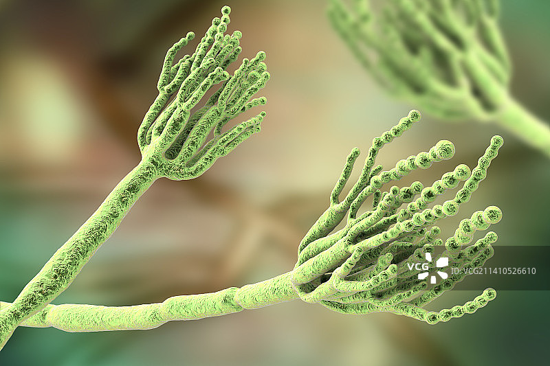 青霉菌插图图片素材