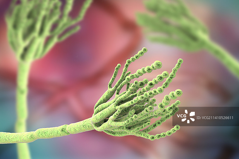 青霉菌插图图片素材