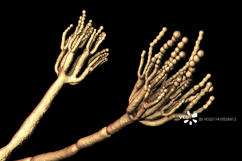 青霉菌插图图片素材