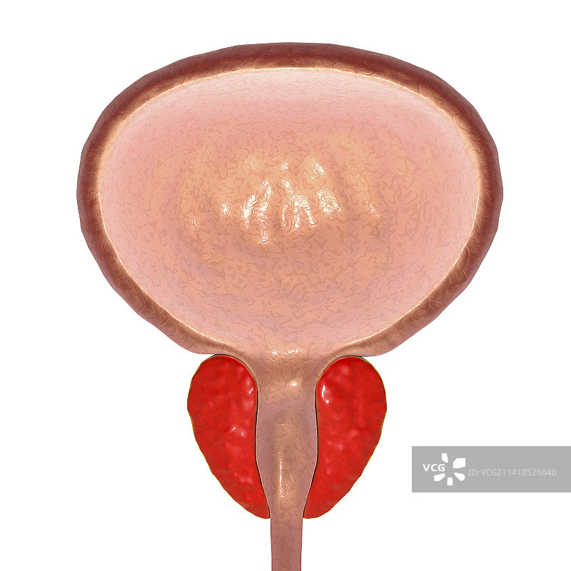 男性膀胱和前列腺图图片素材
