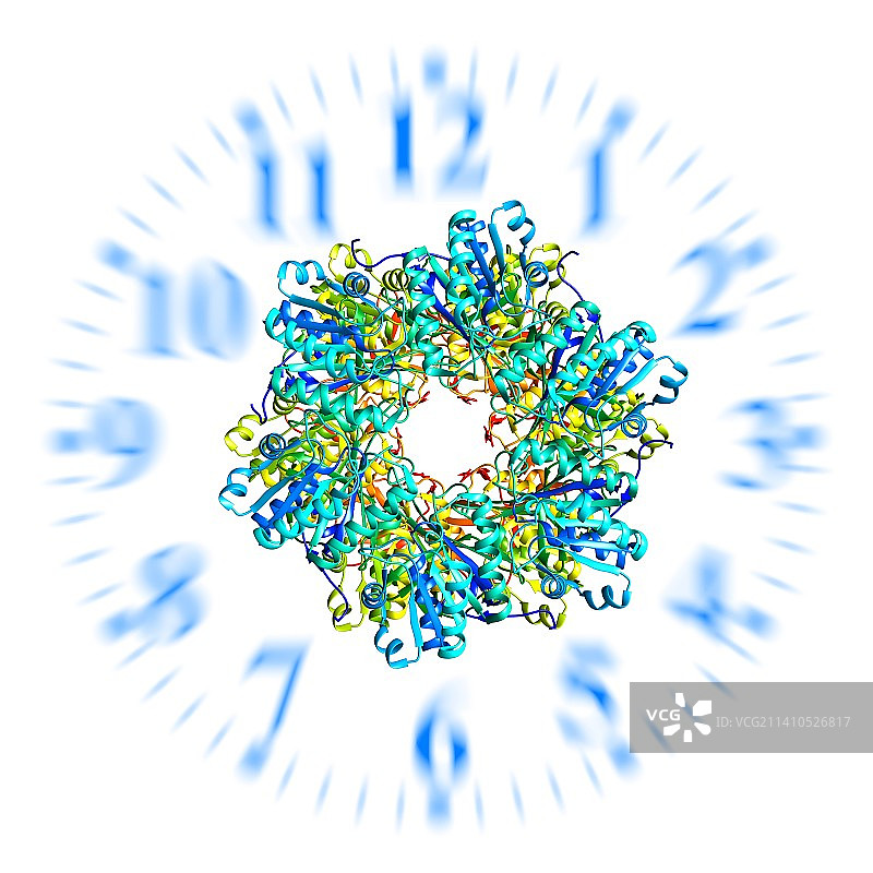 生物钟分子示意图图片素材