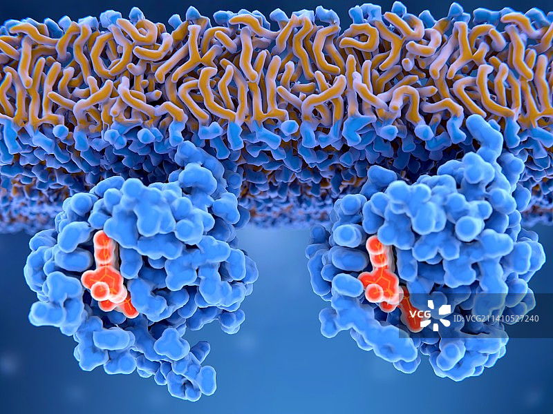 非活性和活性Ras蛋白图示图片素材