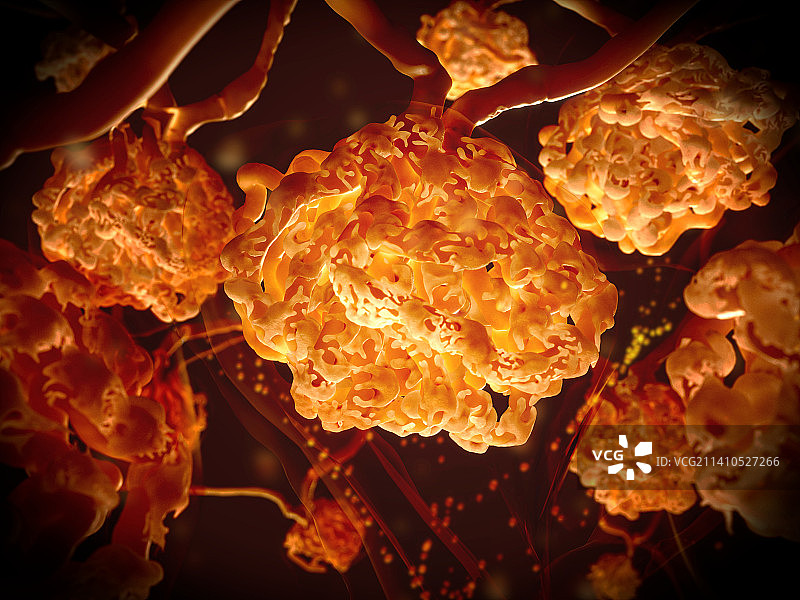 肾小体结构图图片素材