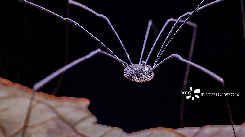 长脚盲蛛图片素材