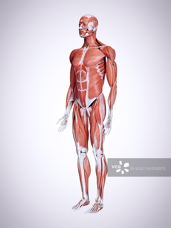 男性肌肉图示图片素材