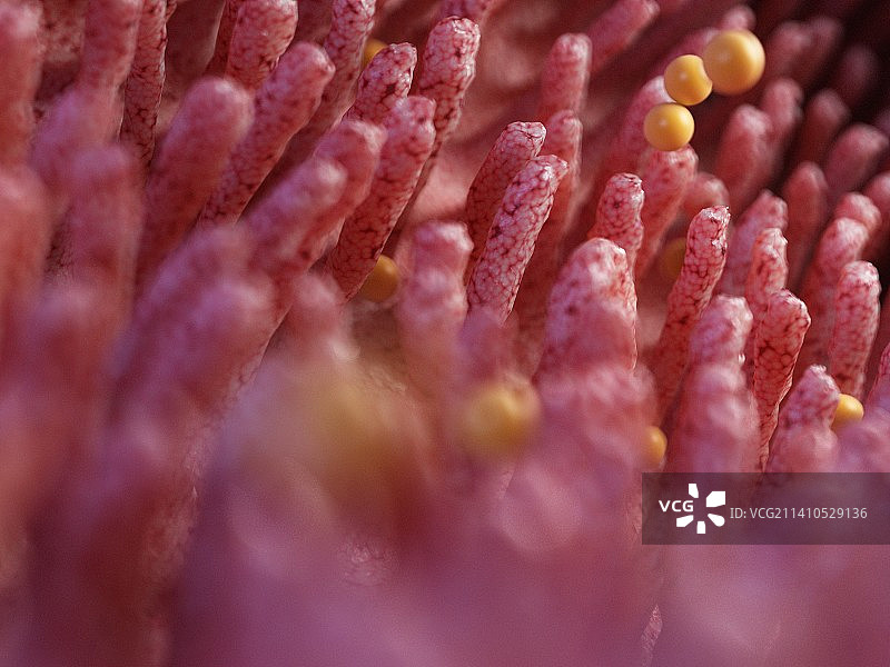 麸质损害肠绒毛插画图片素材