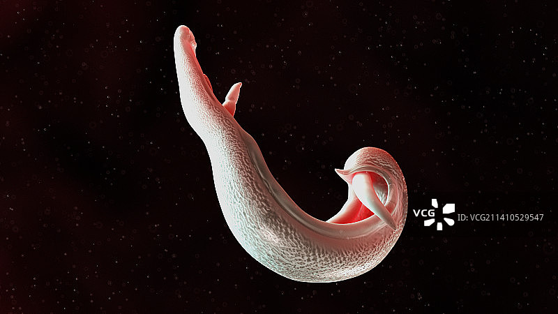 血吸虫的插图，仅做科普示意图片素材