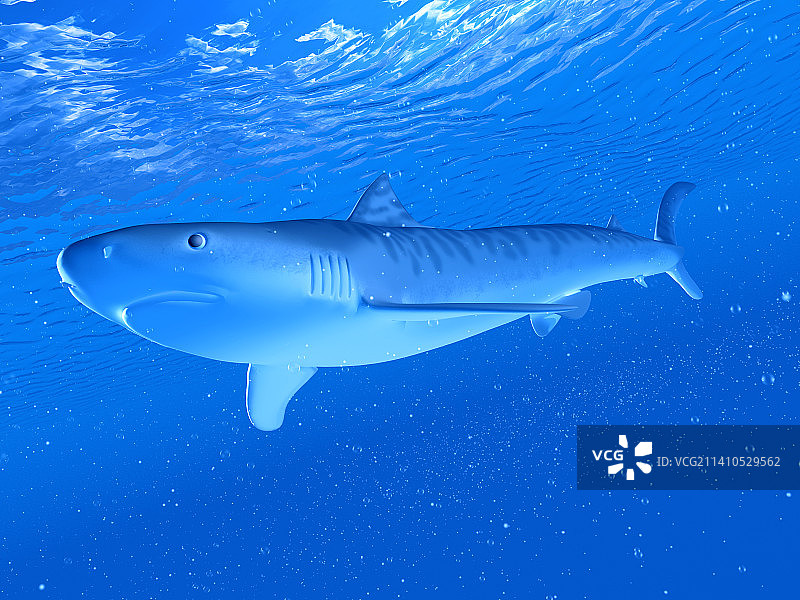 虎鲨插画图片素材