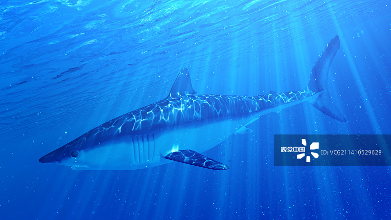 illustration of a mako shark图片素材