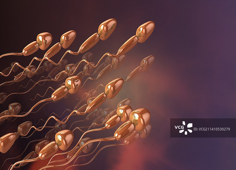 人类精子，图示图片素材