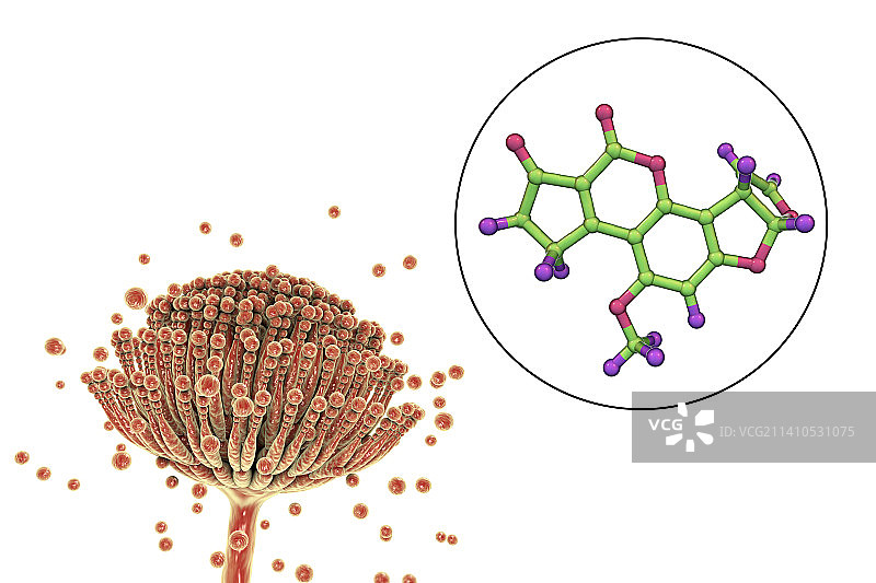 曲霉菌和黄曲霉毒素B1分子示意图图片素材