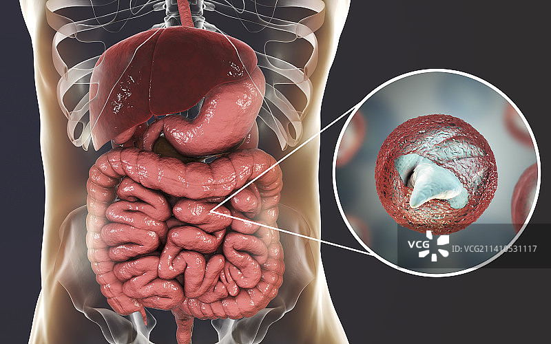 隐孢子虫原生动物肠道寄生虫插图图片素材
