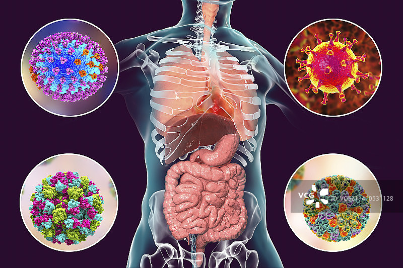 病毒性呼吸道和肠道感染插图图片素材