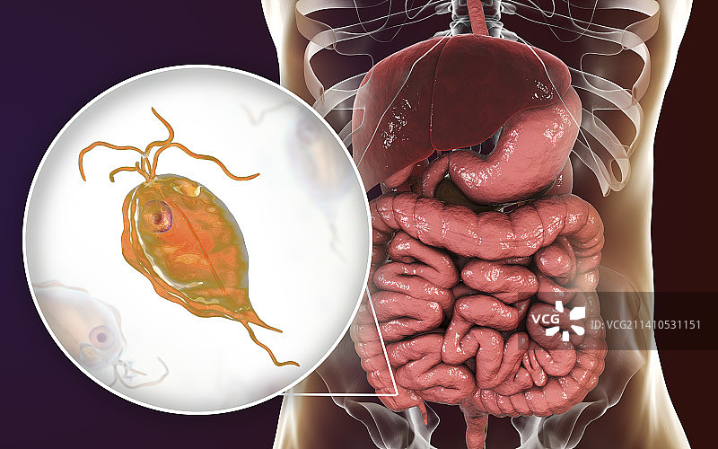 人五鞭毛虫肠道寄生虫插图图片素材