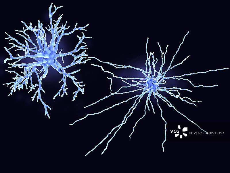 原浆和纤维星形胶质细胞插图图片素材