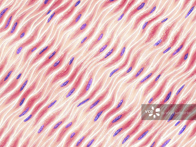 肌肉细胞，图示图片素材