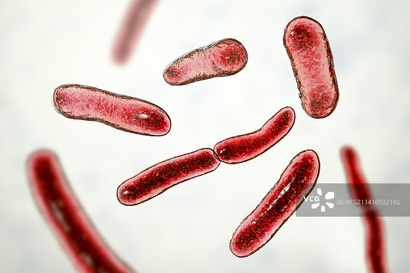 粪杆菌，图示图片素材