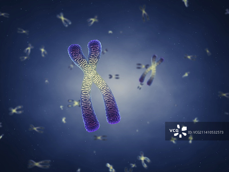 染色体插图图片素材