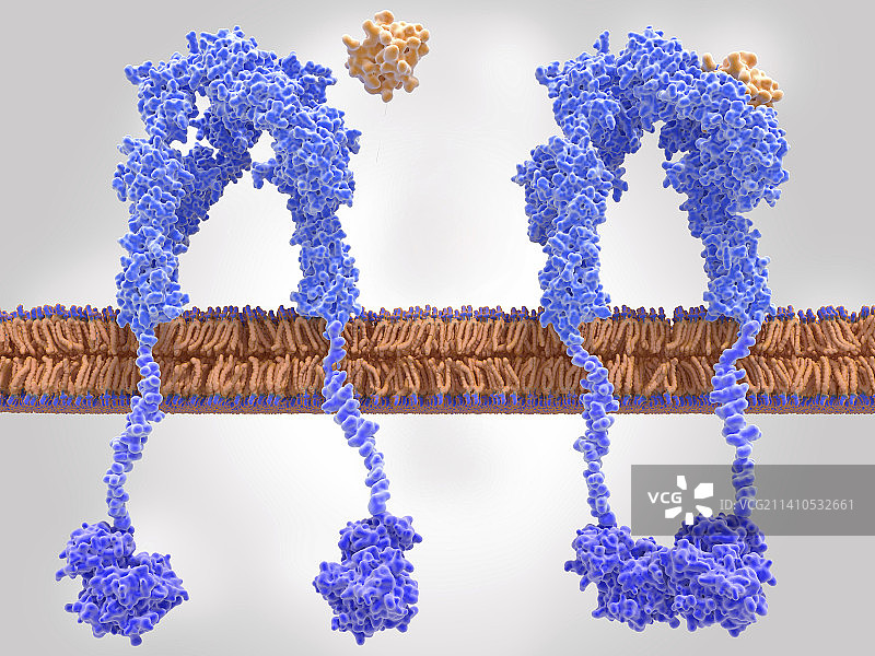 活跃和非活跃的胰岛素受体插图图片素材