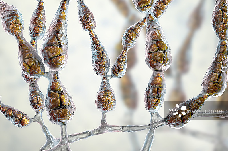 致敏真菌：链格孢菌示意图图片素材