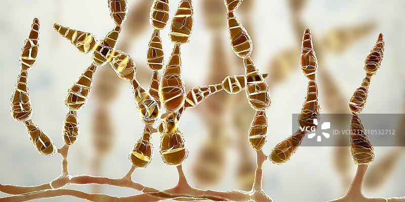 致敏真菌：链格孢菌示意图图片素材