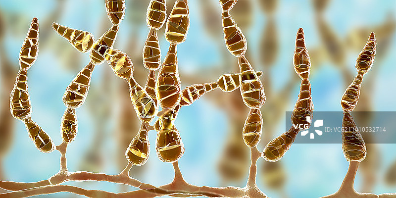 致敏真菌：链格孢菌示意图图片素材