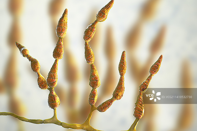 致敏真菌：链格孢菌示意图图片素材