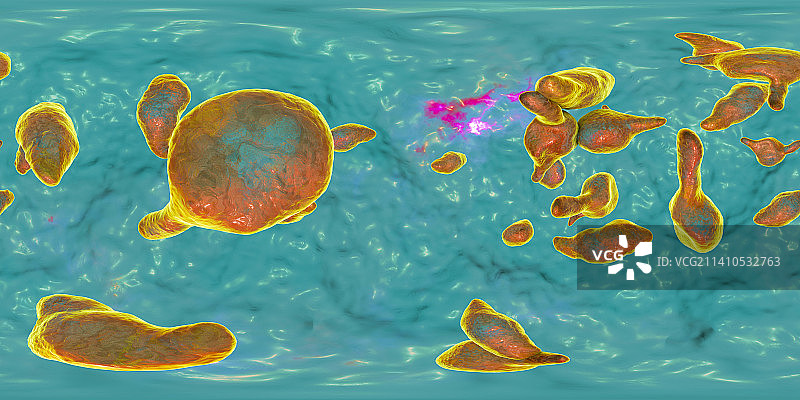 生殖支原体细菌插画图片素材