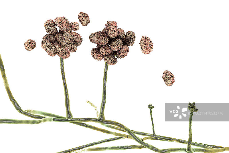 毒性葡萄穗霉菌图示图片素材