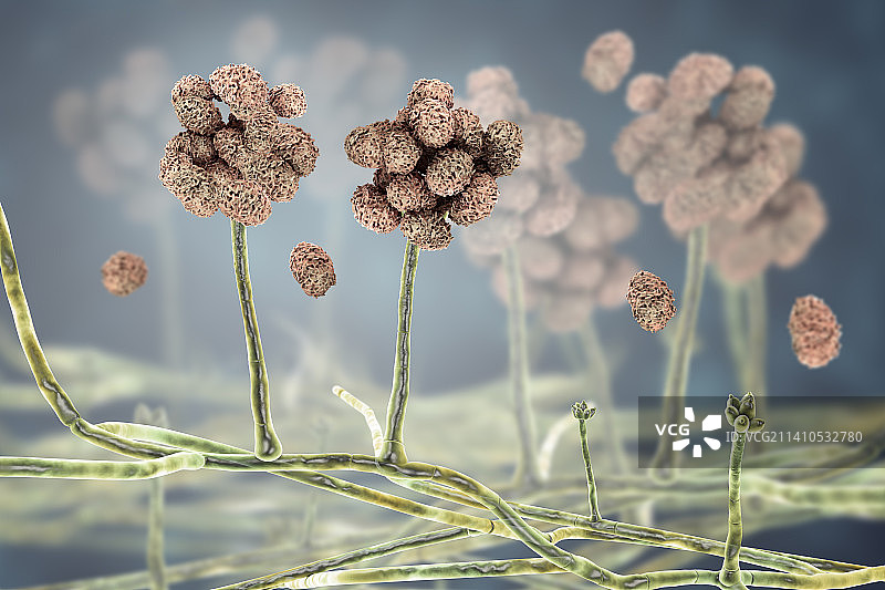 毒性葡萄穗霉菌图示图片素材