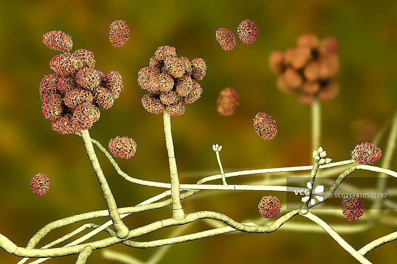 毒性葡萄穗霉菌图示图片素材