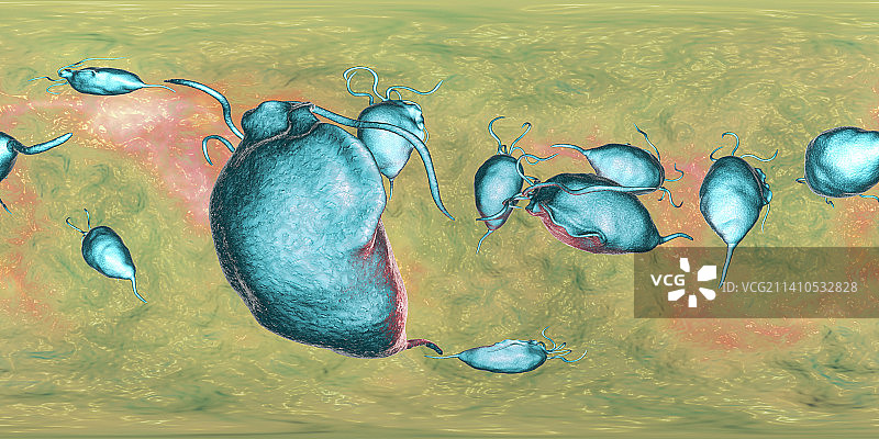 阴道毛滴虫图片素材
