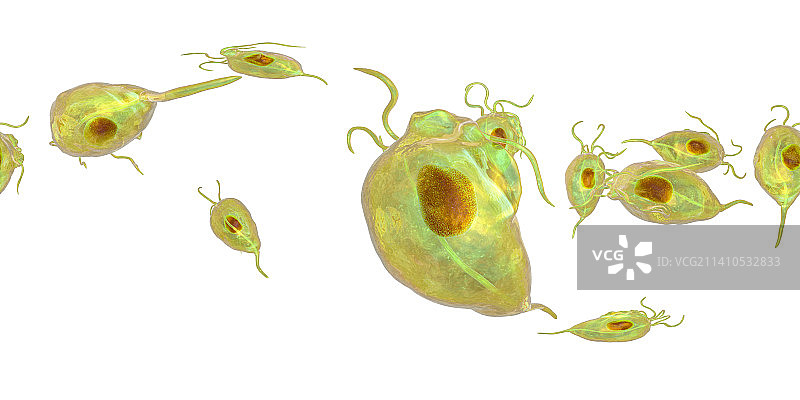 阴道毛滴虫图片素材