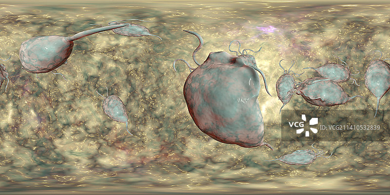 阴道毛滴虫图片素材