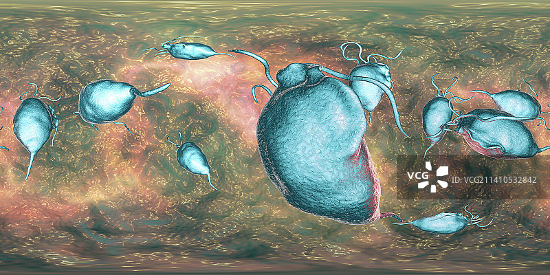 阴道毛滴虫图片素材