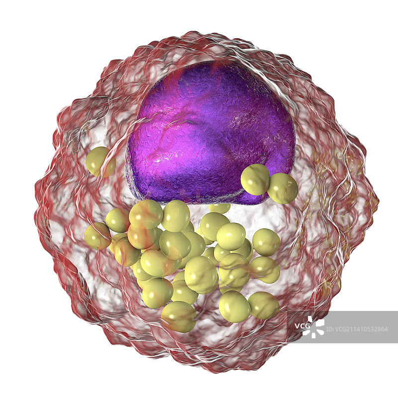 巨噬细胞泡沫细胞插画图片素材