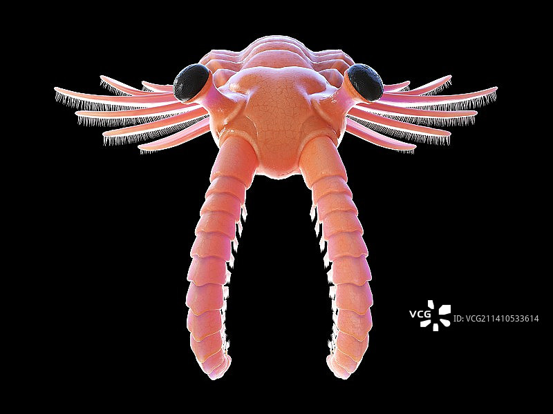 奇虾插画图片素材