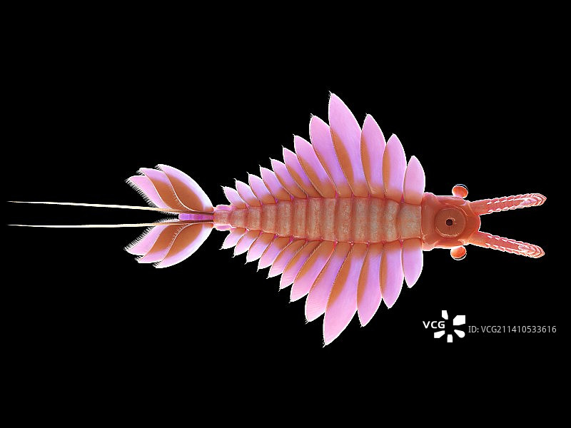 奇虾插画图片素材