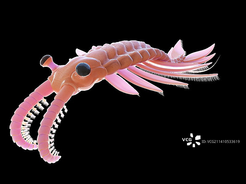 奇虾插画图片素材