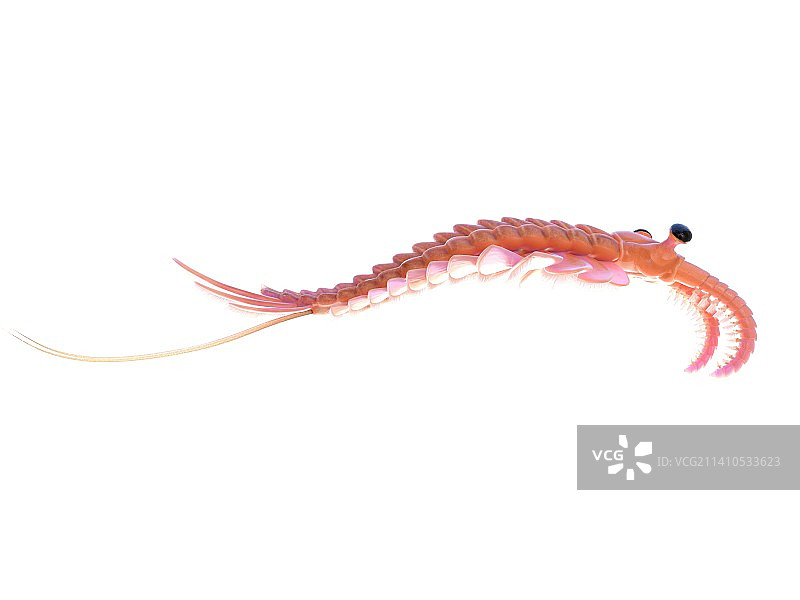 奇虾插画图片素材